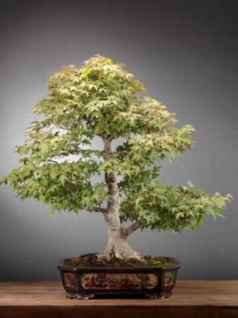 Immagine per la categoria  Bonsai Acero Rosso Giapponese (Acer Palmatum)
