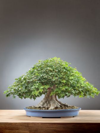 Immagine per la categoria Bonsai Acero giapponese (Acer Buergerianum)