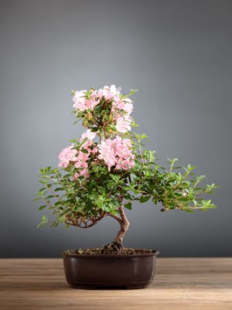 Immagine per la categoria Bonsai Azalea (Azalea Rhododendron)