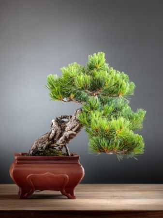 Immagine per la categoria Bonsai Pino (Pinus pentaphylla)