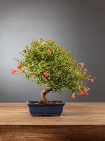 Immagine per la categoria Bonsai Melograno (Punica Granatum)