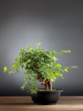 Immagine per la categoria Bonsai Carpino (Carpinus)