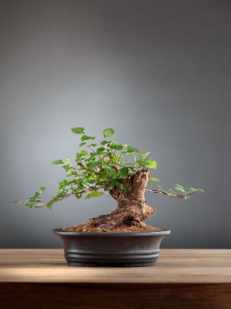 Immagine per la categoria Bonsai Olmo (Ulmus)