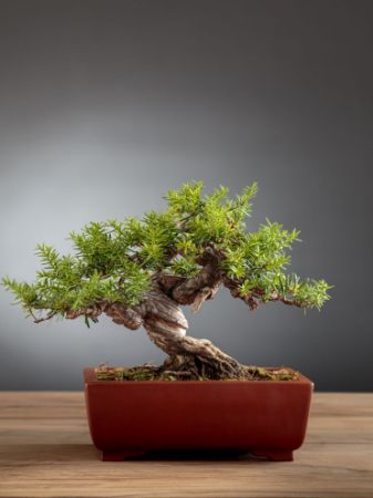 Immagine per la categoria Bonsai Tasso (Taxus)