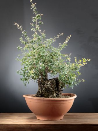 Immagine per la categoria Bonsai Quercia (Quercus)