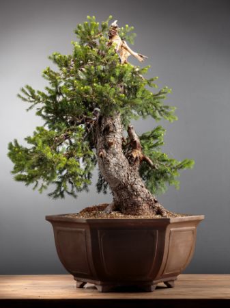 Immagine per la categoria Bonsai Abete (Abies)
