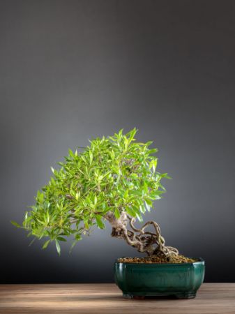 Immagine per la categoria Bonsai Gardenia (Gardenia Jasminoides)