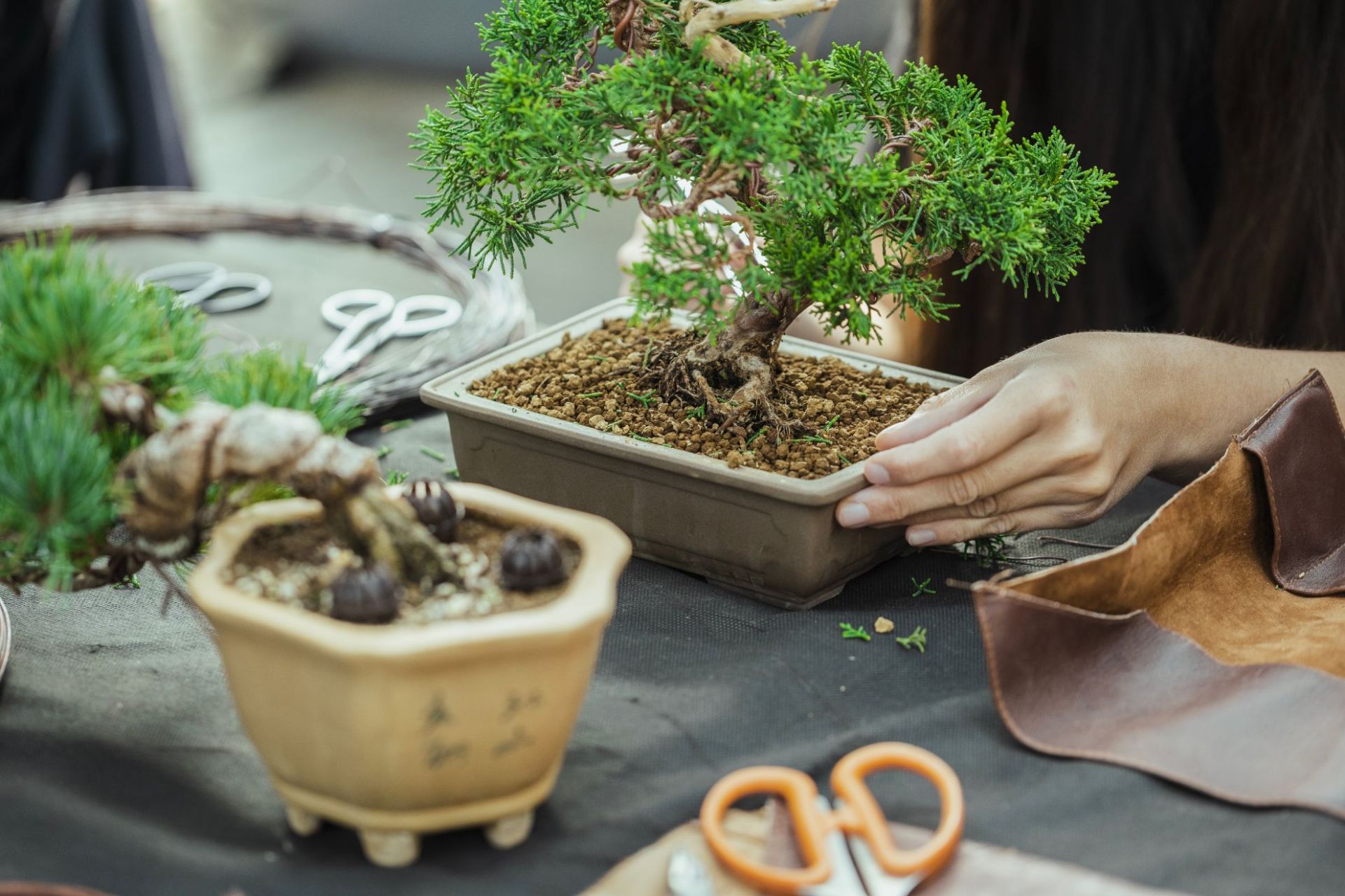 Tipi di bonsai: quali sono e come sceglierli