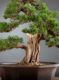Immagine di Ginepro giapponese