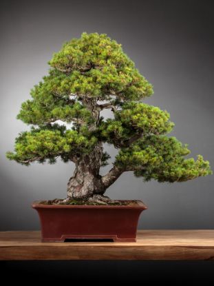 Immagine di Bonsai Pino giapponese