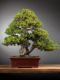 Immagine di Bonsai Pino giapponese