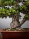 Immagine di Bonsai Pino giapponese