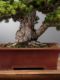 Immagine di Bonsai Pino giapponese