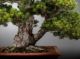 Immagine di Bonsai Pino giapponese