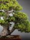 Immagine di Bonsai Pino giapponese