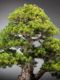 Immagine di Bonsai Pino giapponese