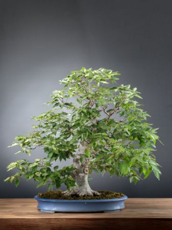 Immagine per la categoria Bonsai Faggio (Fagus Crenata)