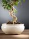 Bonsai Gardenia: descrizione, cura e mantenimento