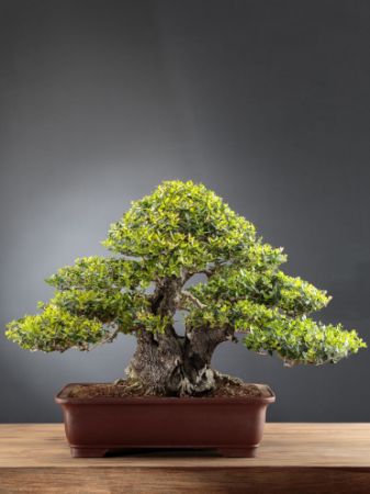 Immagine per la categoria Bonsai Fillirea (Phillyrea)