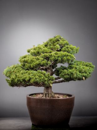 Immagine di Bonsai Pino giapponese