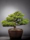Immagine di Bonsai Pino giapponese