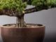 Immagine di Bonsai Pino giapponese