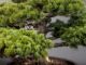 Immagine di Bonsai Pino giapponese