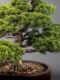 Immagine di Bonsai Pino giapponese
