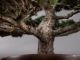 Immagine di Bonsai Pino giapponese