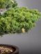 Immagine di Bonsai Pino giapponese