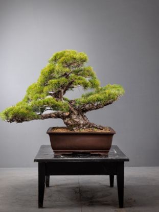 Immagine di Bonsai Pino giapponese