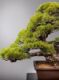Immagine di Bonsai Pino giapponese