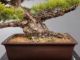 Immagine di Bonsai Pino giapponese