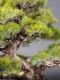 Immagine di Bonsai Pino giapponese
