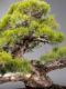 Immagine di Bonsai Pino giapponese