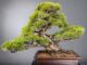 Immagine di Bonsai Pino giapponese