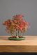Bonsai Acero Rosso: un affascinante simbolo della natura