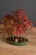 Bonsai Acero Rosso: un affascinante simbolo della natura