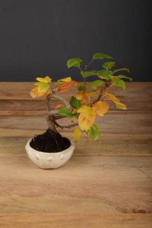 Immagine per la categoria Bonsai Melo (Malus)