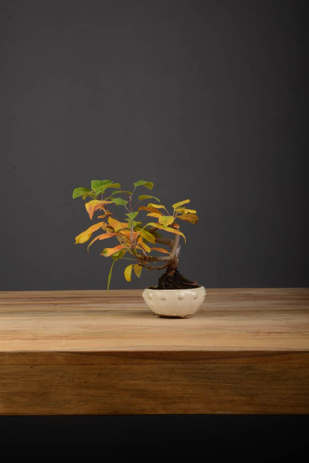 Immagine di Bonsai Melo (malus)