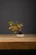 Immagine di Bonsai Melo (malus)