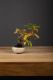 Immagine di Bonsai Melo (malus)