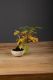 Immagine di Bonsai Melo (malus)