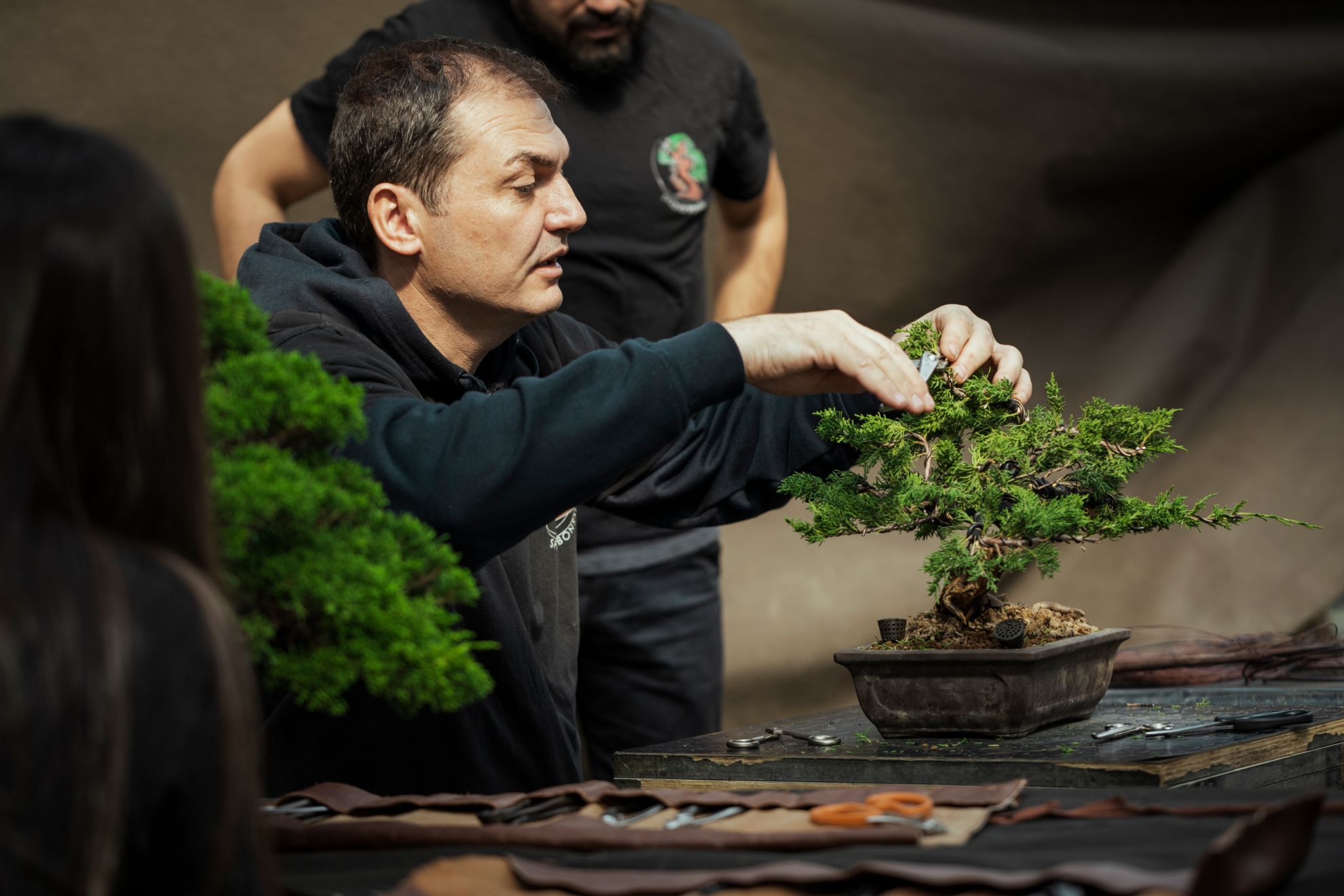 Come fare un bonsai: guida semplice su come creare un bonsai