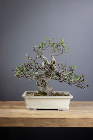 Immagine per la categoria Bonsai Fico (Ficus Carica)