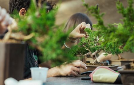 Immagine per la categoria Corsi Bonsai