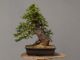 Immagine di Bonsai Abete