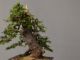 Immagine di Bonsai Abete