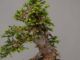Immagine di Bonsai Abete