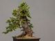 Immagine di Bonsai Abete